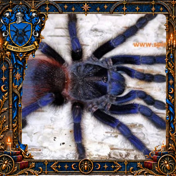 Lasiocyano sazimai (Brazilian Blue Tarantula) 0.75-1" POTIONS EVENT