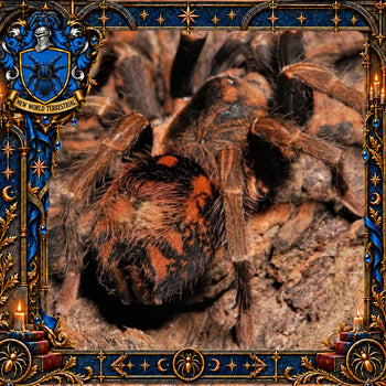 Hapalopus guerreroi (Speckle Patch Tarantula) 0.33-0.5" POTIONS EVENT
