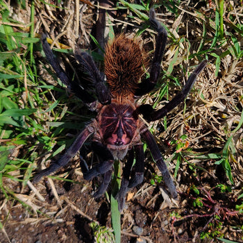 Xenesthis immanis (Colombian Lesser Black Tarantula) 1.5-2" FREE AFTER $800 SPENT