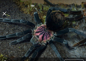 Xenesthis sp. 'Light' (Light Beauty Bird Eater Tarantula) **VERY RARE** 2.5"