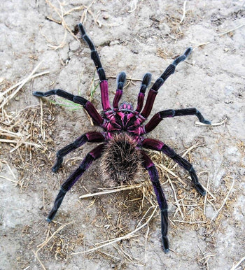 Xenesthis sp. "Tenebris" (Monstrosa locatlity Tarantula)