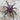 Xenesthis sp. "Tenebris" (Monstrosa locatlity Tarantula)