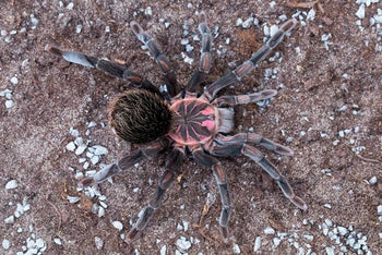 Xenesthis sp. 'Megascopula' Tarantula