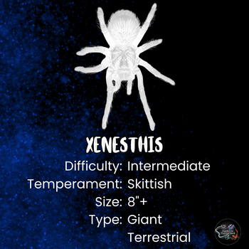 Xenesthis sp. 'Bright' (Bright Beauty Bird Eater Tarantula) 2"+