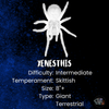 Xenesthis sp. Intermedia, Amazon Blue Bloom tarantula.