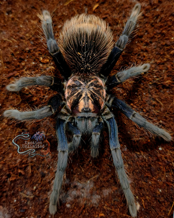 Xenesthis sp. 'Blue' (Powder Blue & Orange Bird Eater Tarantula) 3-3.5"+ FEMALE