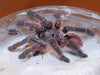 Ybyrapora sooretama, Harlequin Pink Toe tarantula.