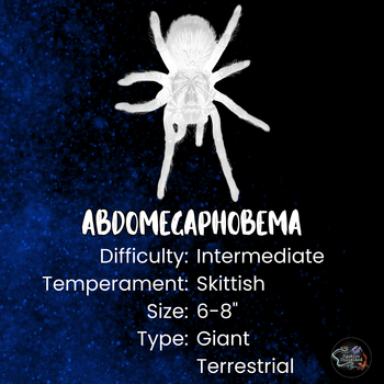 Abdomegaphobema peterklaasi (Costa Rican Ember Tarantula) *VERY RARE*