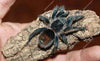 Antikuna sp. Fire Circle tarantula, 0.25 inch.