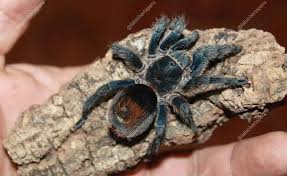 Antikuna sp. Fire Circle tarantula, 0.25 inch.