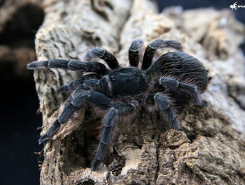 Aphonopelma crinirufum (Nicaraguan Blue Front Tarantula)