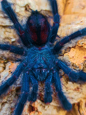 Arboreal Tarantulas