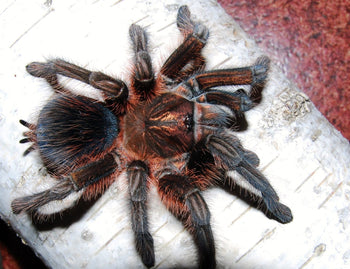 Phormictopus atrichomatus (Red Island Bird Eater Tarantula) 0.75-1"