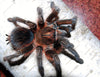 Phormictopus atrichomatus, Red Island Bird Eater tarantula.