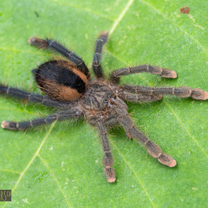 Avicularia hirschii (Red Sided Pink Toe) 1-1.5”