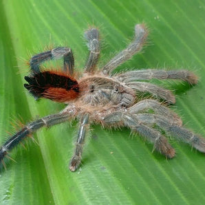 Avicularia hirschii (Runway Pink Toe) 1-1.5”