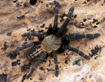 Cyriopagopus sp. 'Bach Ma' (Bach Ma Earth Tiger Tarantula) 1.5-2" FREE AFTER $700 SPENT