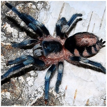 Cyriocosmus ritae (Peruvian Black & White Tarantula) Immature Male