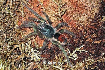 Neostenootarsus sp 'Surinam' Tarantula 0.25" *RARE*
