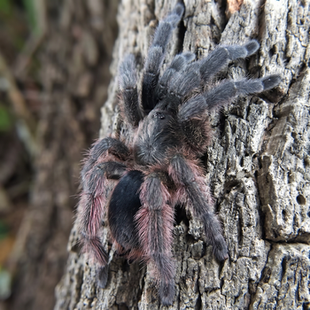Tapinauchenius sanctivincenti (St. Vincent's Tree Spider)