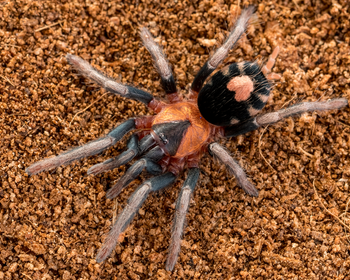 Cyriocosmus elegans (Trinidad Dwarf Tiger Tarantula) 1-1.5" ADULT FEMALE