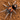 Cyriocosmus elegans (Trinidad Dwarf Tiger Tarantula) 1/8-1/4"