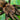 Theraphosinae sp. 'Chorillo Chica' Tarantula