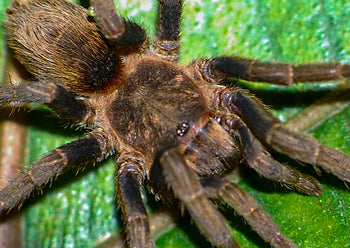 Theraphosinae sp. 'Chorillo Chica' Tarantula