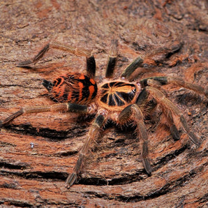 Theraphosinae sp. 'Colombia' (Colombian Crowned Tarantula) 1"