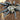 Cyriopagopus hainanus (Chinese Black Earth Tiger Tarantula) 0.75"