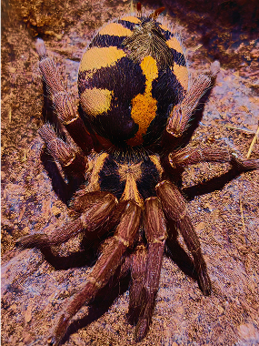 Dwarf Tarantulas