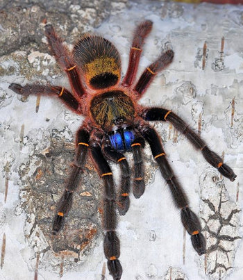 Ephebopus cyanognathus, Blue Fang Skeleton tarantula.