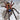 Ephebopus cyanognathus (Blue Fang Tarantula) 1"+
