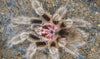Grammostola porteri (Chilean Rose-Hair Tarantula)