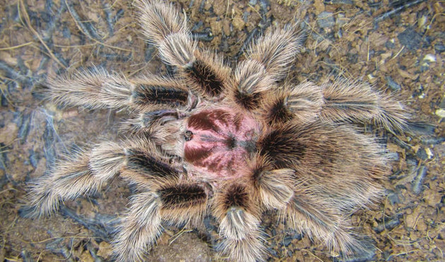 Grammostola porteri (Chilean Rose-Hair Tarantula)