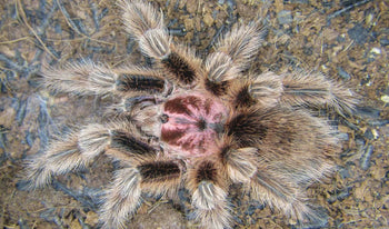Grammostola porteri (now rosea) (Chilean Rose-Hair Tarantula)