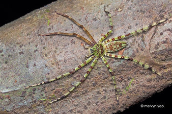 Heteropoda boiei (Lichen Huntsman Spider)