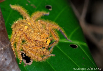 Heteropoda davidbowie (David Bowie Huntsman Spider) 0.33-0.5"