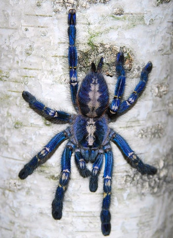 Poecilotheria metallica (Gooty Sapphire Tarantula) 1.25-1.5"
