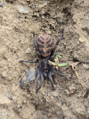 Anqasha sp. 'Canto' Tarantula 0.5" *RARE*