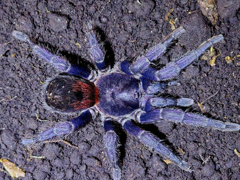 Antikuna sp. 'Herradura' Tarantula