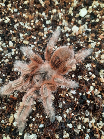 Grammostola maule, Chilean Pink Blush tarantula, 0.5 to 0.75 inch.