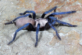 Ischnocolus jickelii (Dhofar Blue Dwarf Tarantula) *NEW*