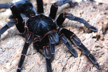 Abdomegaphobema peterklaasi (Costa Rican Ember Tarantula) *VERY RARE*