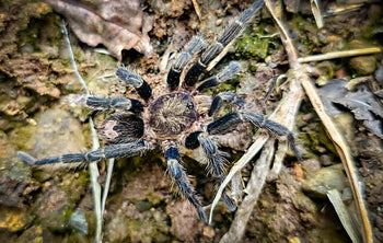 Cyriocosmus sp. 'Ventana'