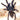 Phormingohilus arboricola (Bornean Black Tarantula)
