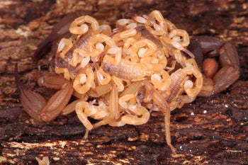 Tityopsis sheylae (Orange Cave Scorpion)