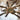 Poecilotheria rufilata (Red Slate Ornamental Tarantula)
