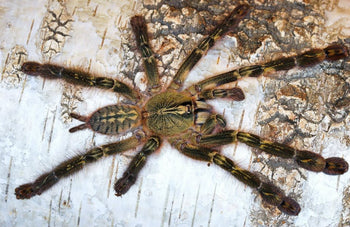 Poecilotheria rufilata (Red Slate Ornamental Tarantula)