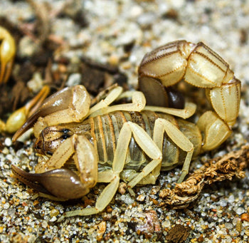 Androctonus australis 'Garzoni' Tunisia locale (Black Clawed Yellow Fattail Scorpion)